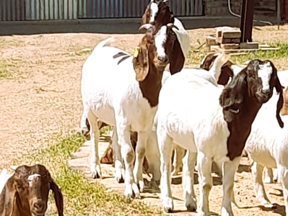 boerbokkies